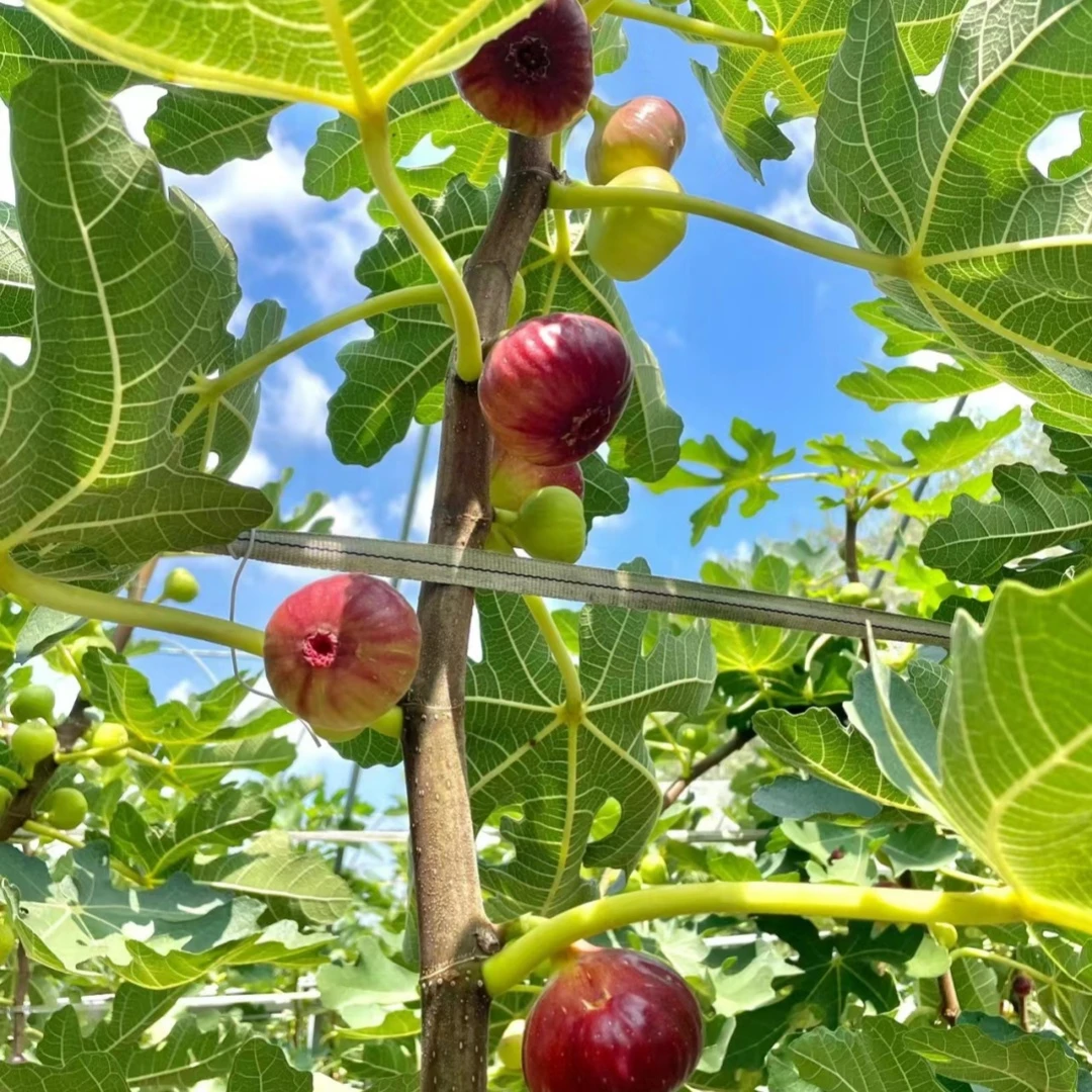 树苗无花果树果苗带原土波姬红庭院地栽南方北方种植矮化无花果苗