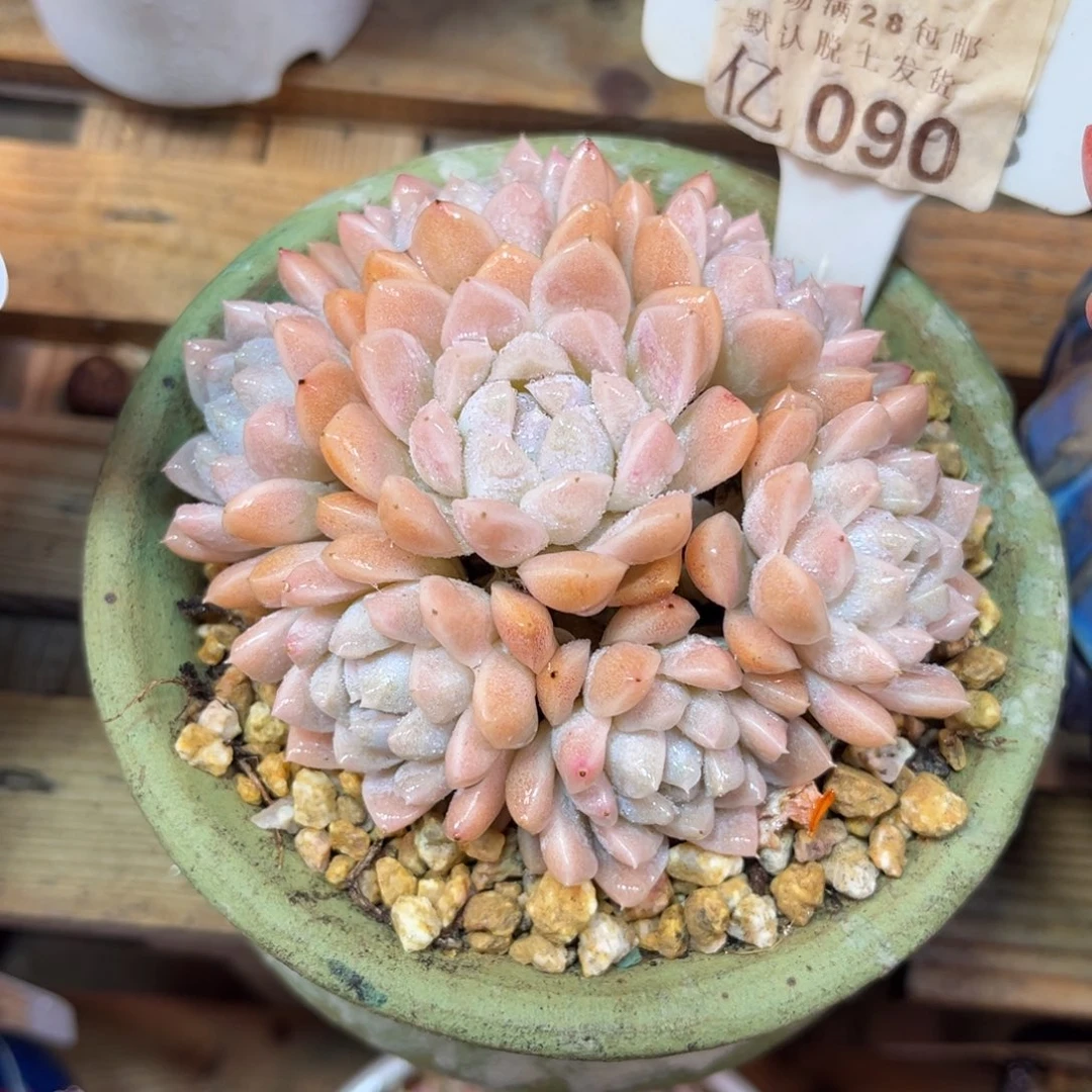 奶油shinvtajujulvken