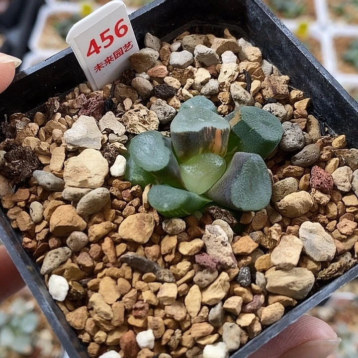 456空门万象锦一物一拍