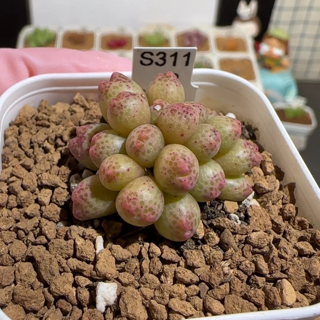 肉锥多肉植物组合-草莓斑马有疤672