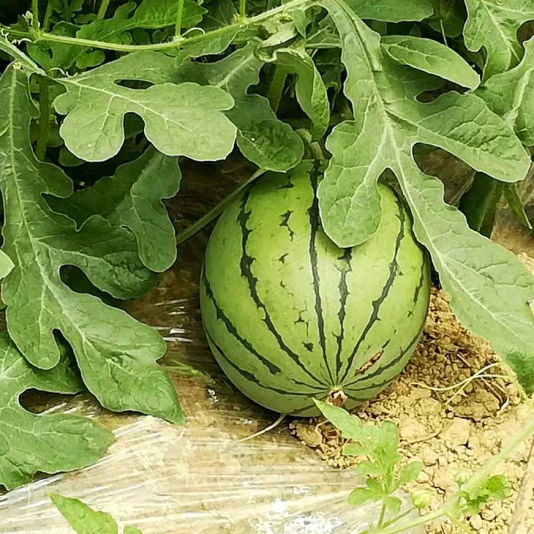 蜜兰妃麒麟西瓜同城配送5斤贵州省