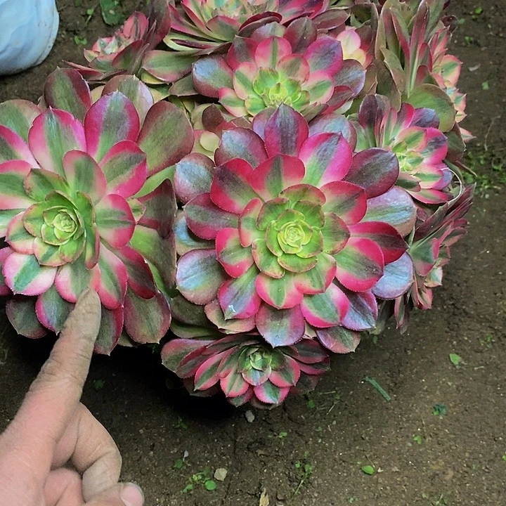 瀏***粉倾摇老桩多头835号