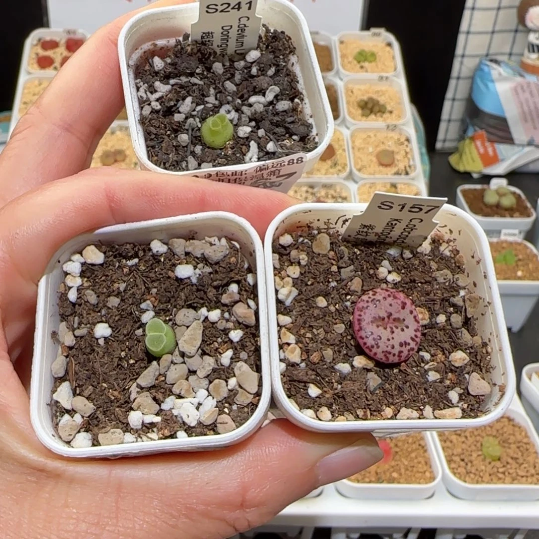 绑***咪肉锥多肉植物百科-994