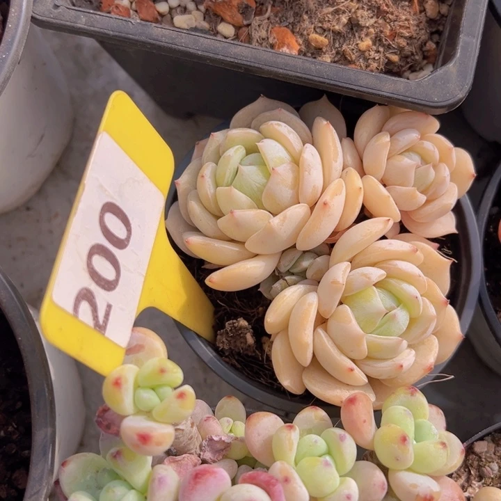 健健康康平平安安