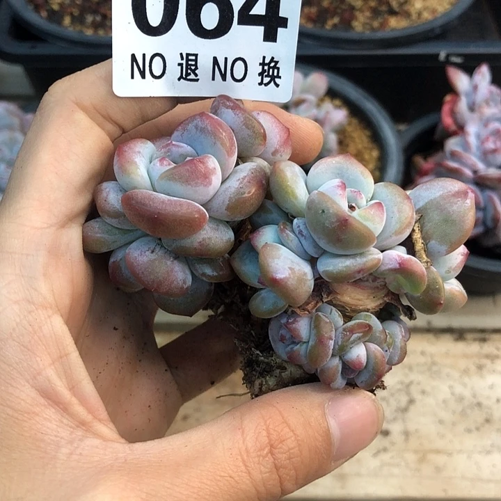 星影石榴籽福利出咯064