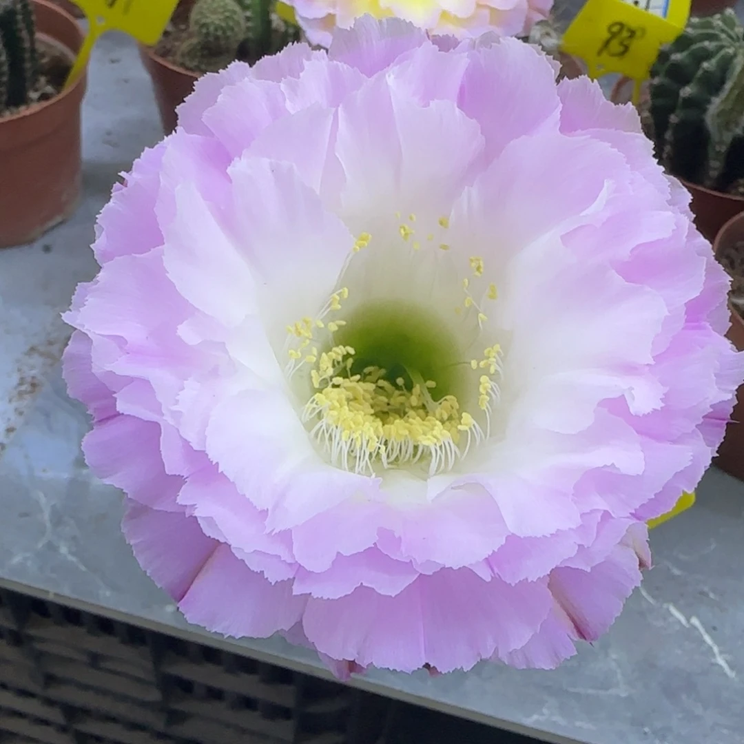 张***?彩草仙人球一物一拍