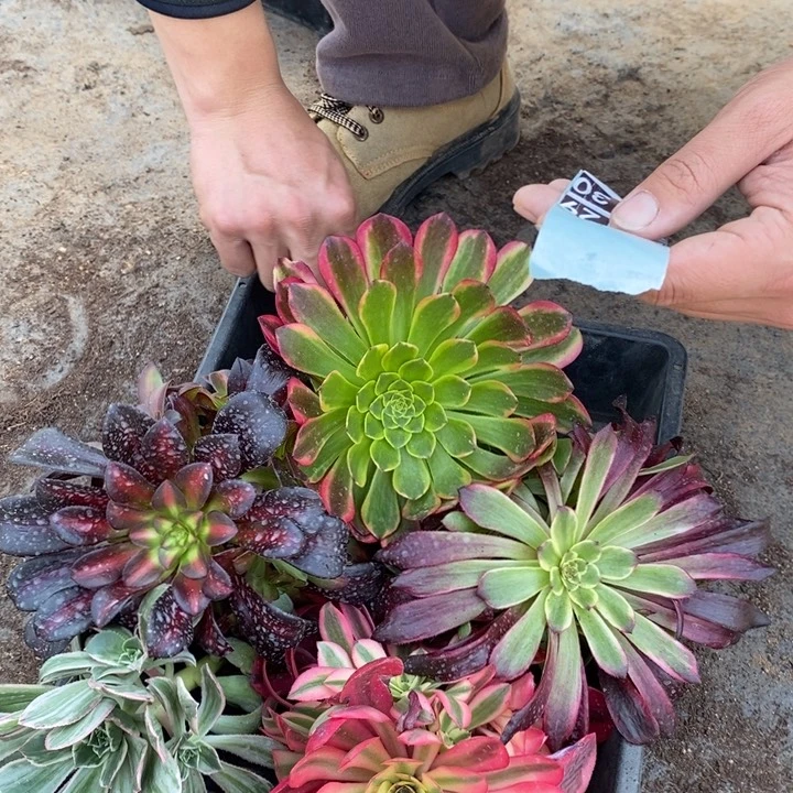 5颗法师框日28128