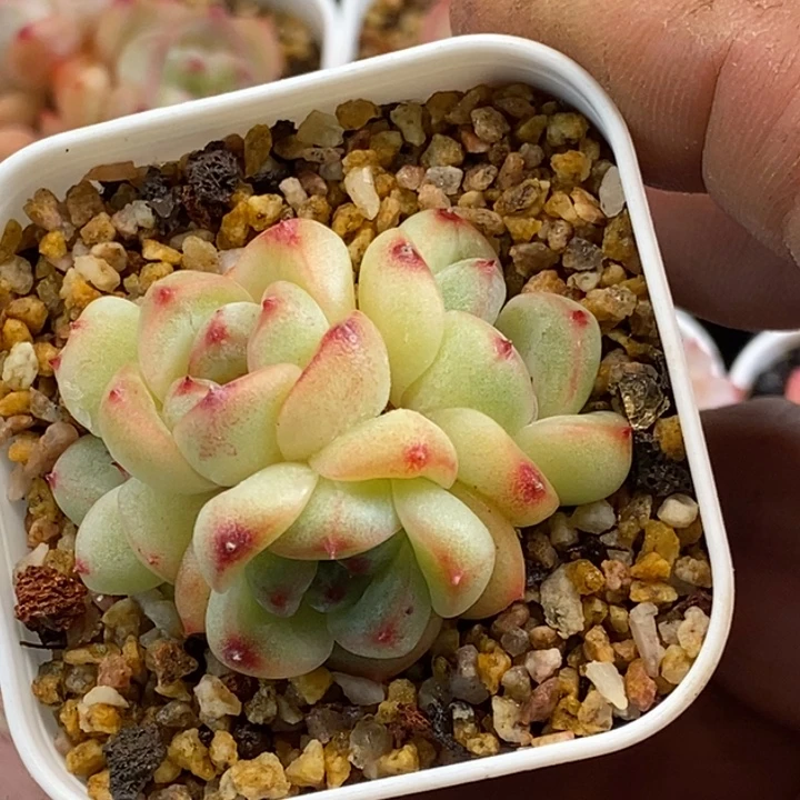 天官赐福百无禁忌