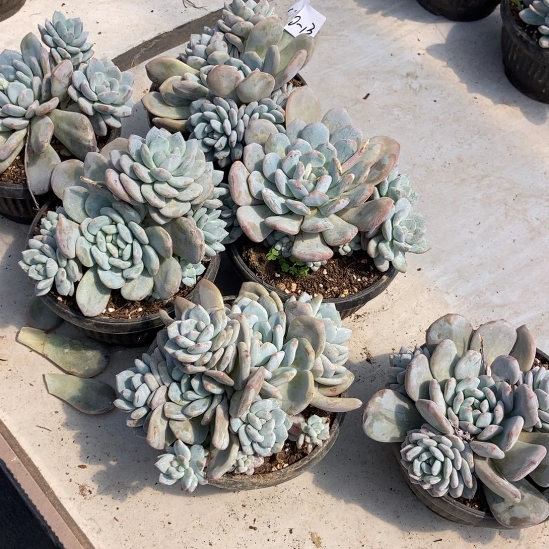 10-13香橙白天场小雅挑嫩桩