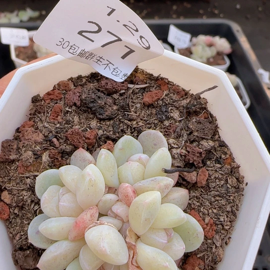 五头小脸冰玉一颗脱土发货