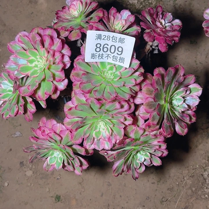 8609红铜白多肉植物