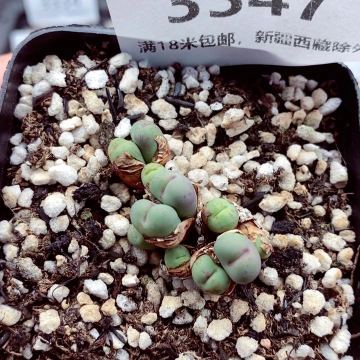 3347             。