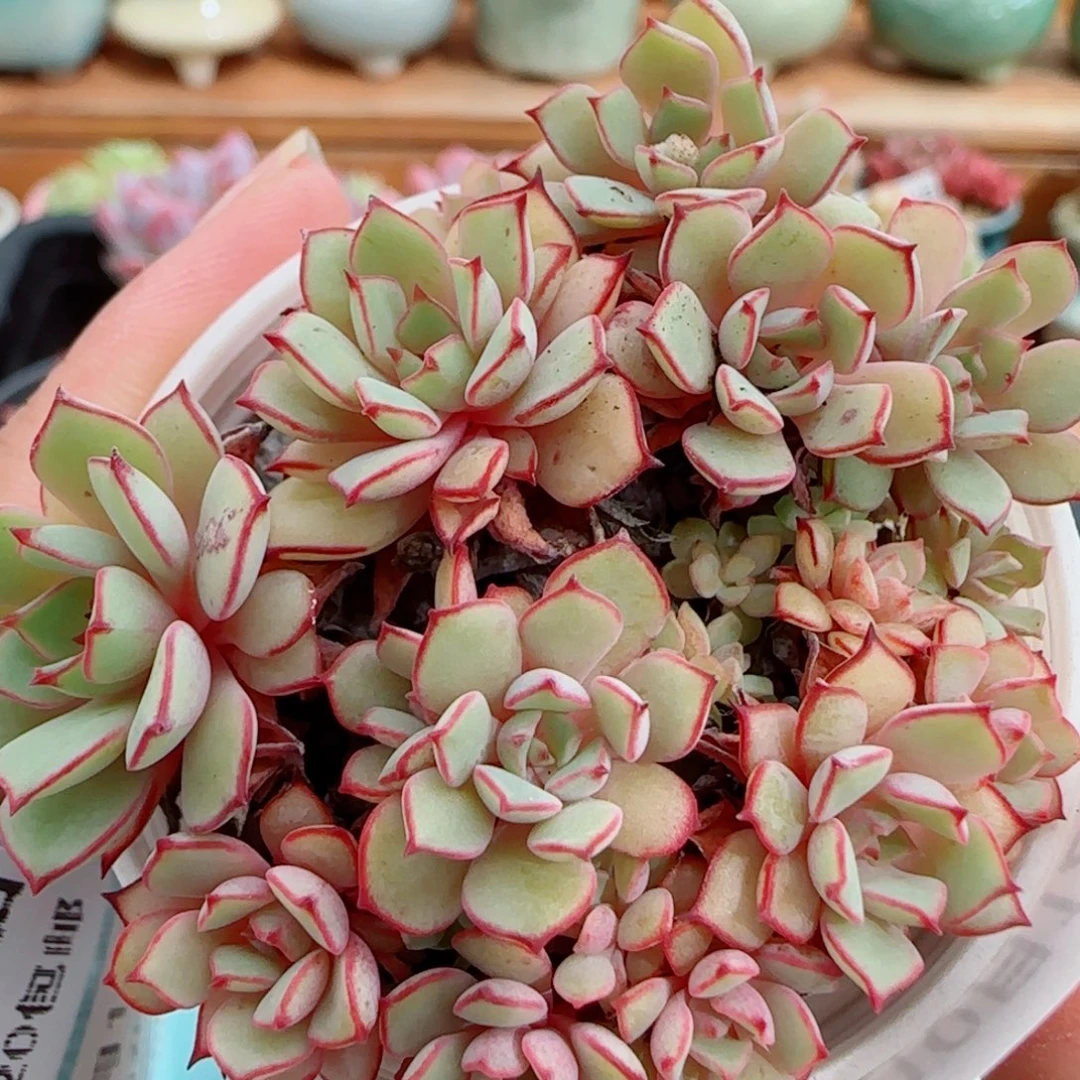 花语逸镜1012-244甜茶