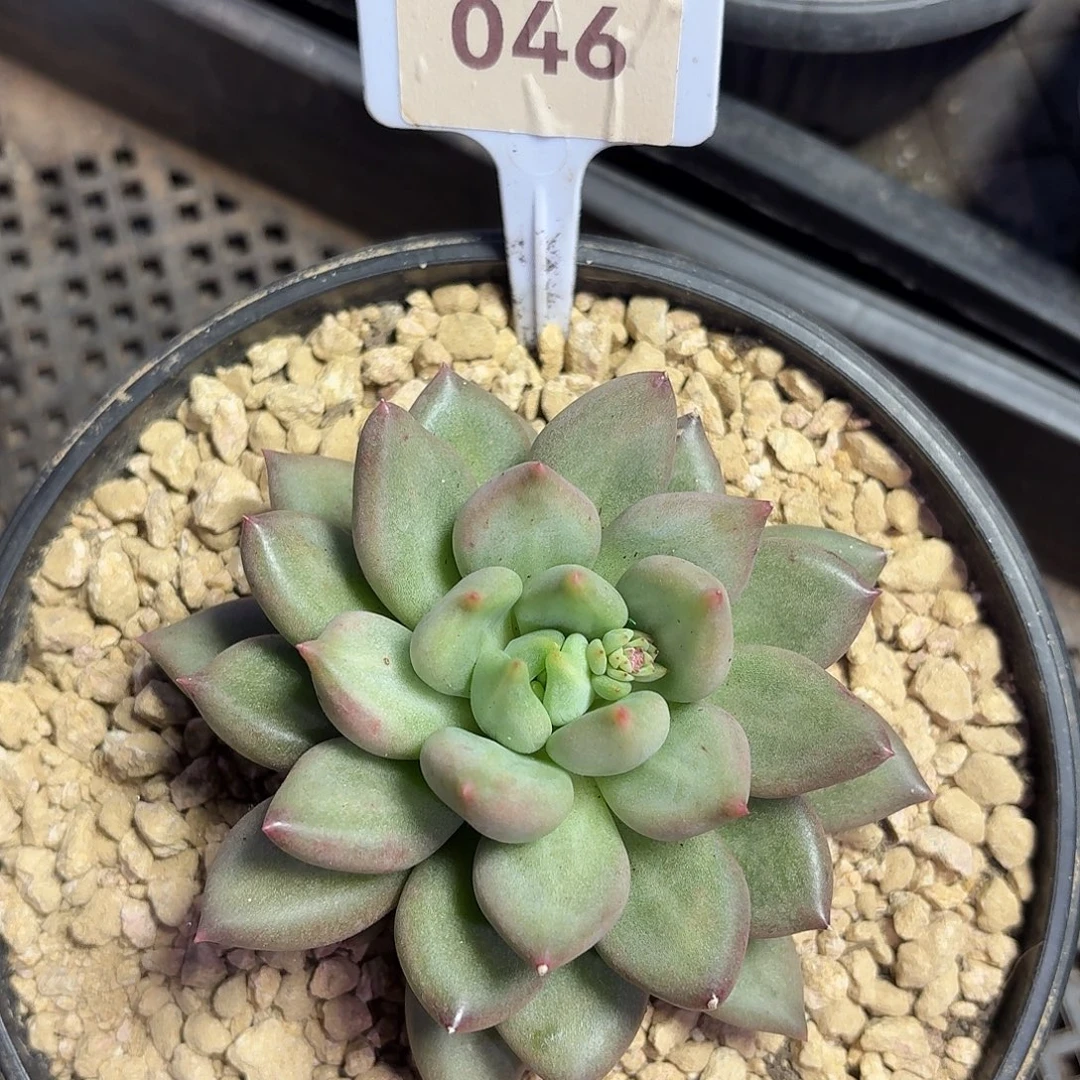 米其林8888888888888888