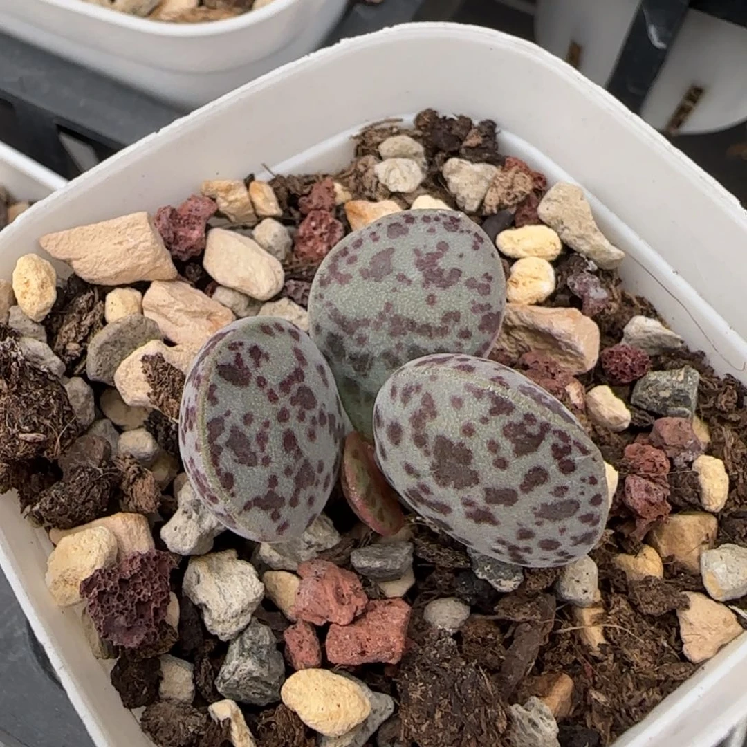 花蛋水泡多肉植物