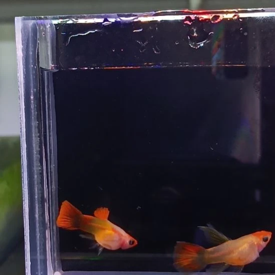 孔雀鱼品系孔雀鱼，自家繁育，视频对鱼。一组一拍