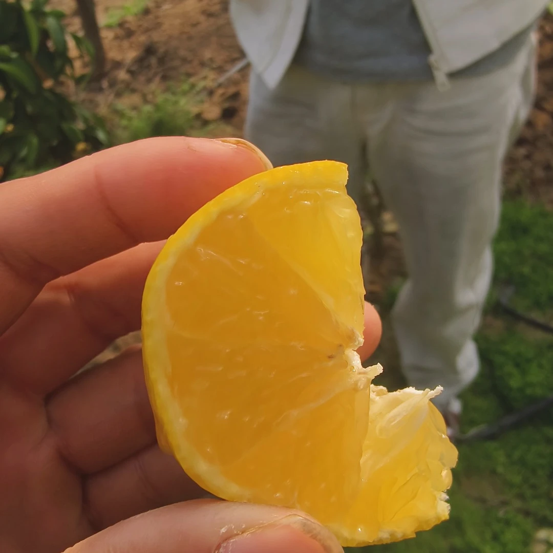 嘎嘣脆柑橘纯种（不是黄金甲、美人橙）盆栽地栽庭院种植