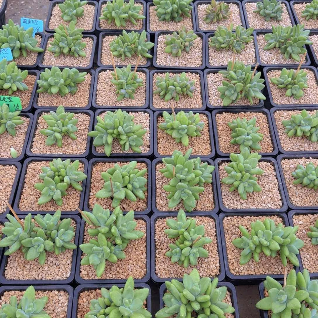 芒果奶多肉植物植物营养