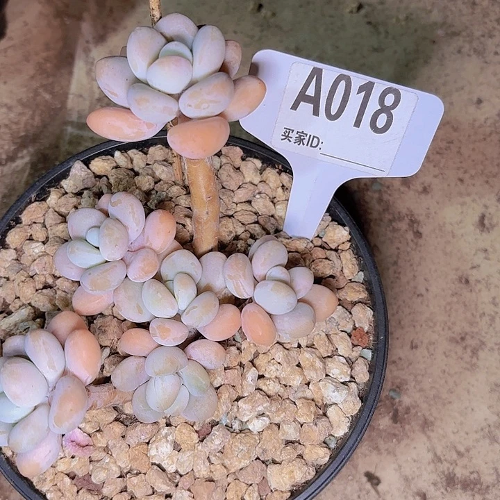 এ****精控一物一拍A018