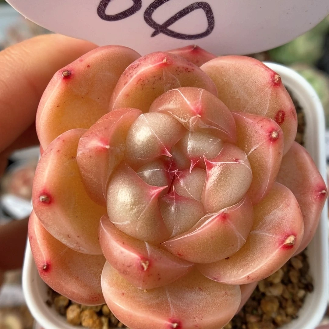 熊猫珍妮可拍564号。