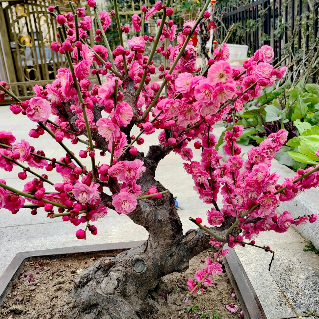 梅花盆栽老桩红梅腊梅盆景树苗花卉耐寒室内阳台庭院骨里红梅花