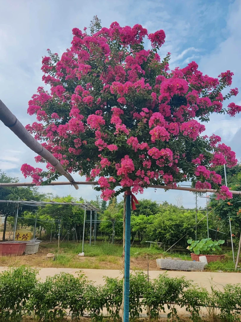 无籽紫薇绿植老庄包正宗庭院植物耐寒耐热小叶玫红无子紫薇包邮