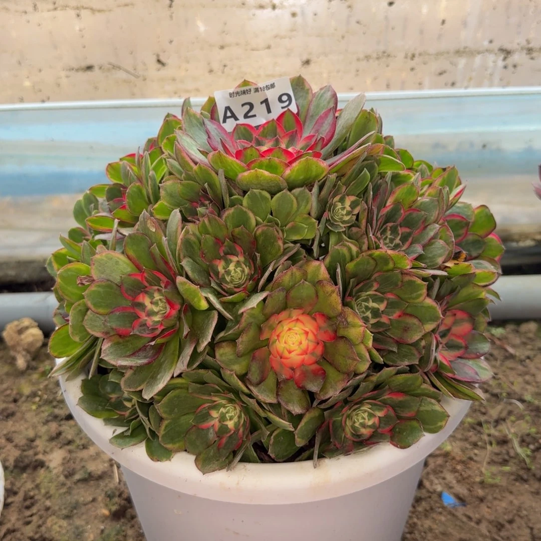 219荔枝绿体。多肉植物