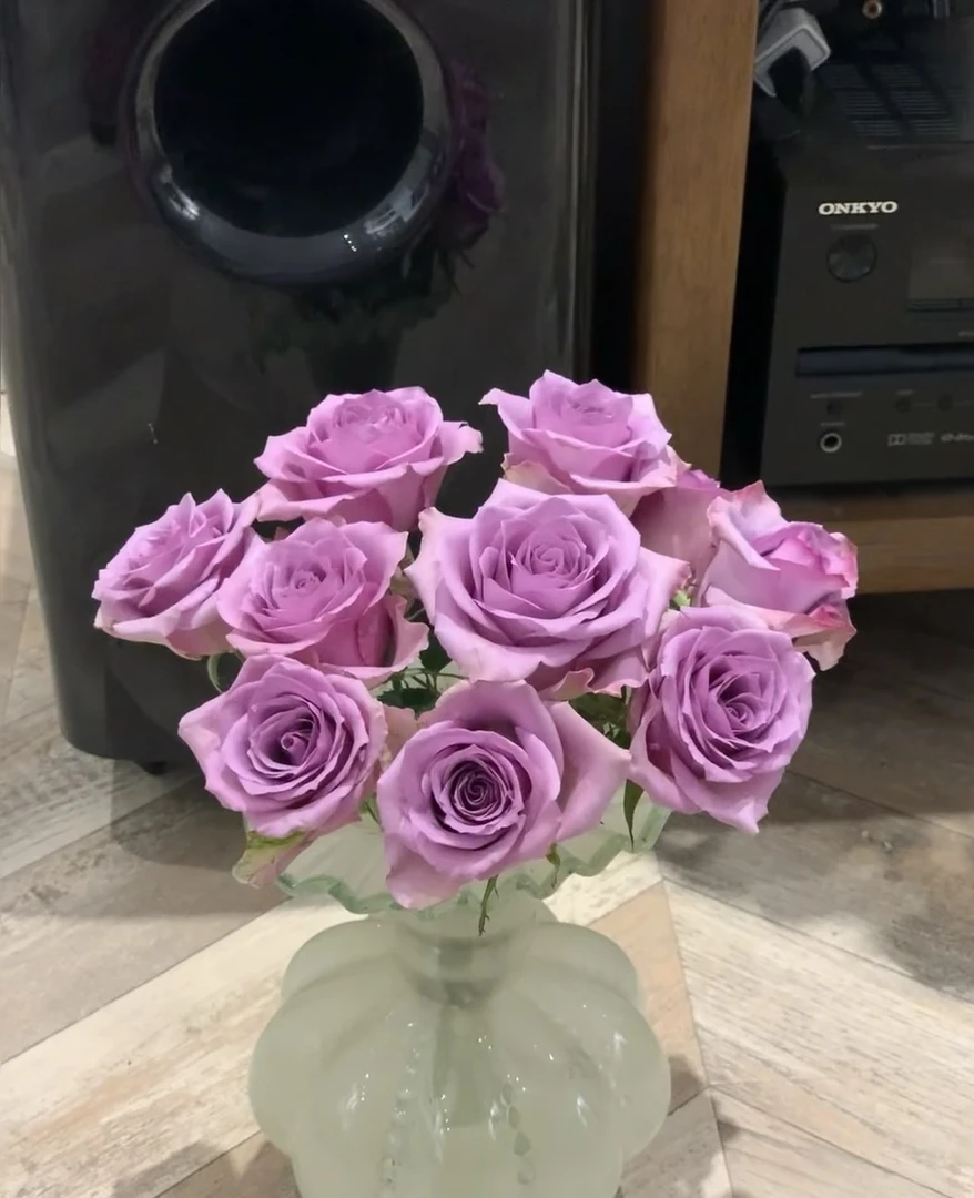 （多）紫霞仙子 奥斯汀花型玫瑰 比单头会更好养开【满三单顺丰包邮】