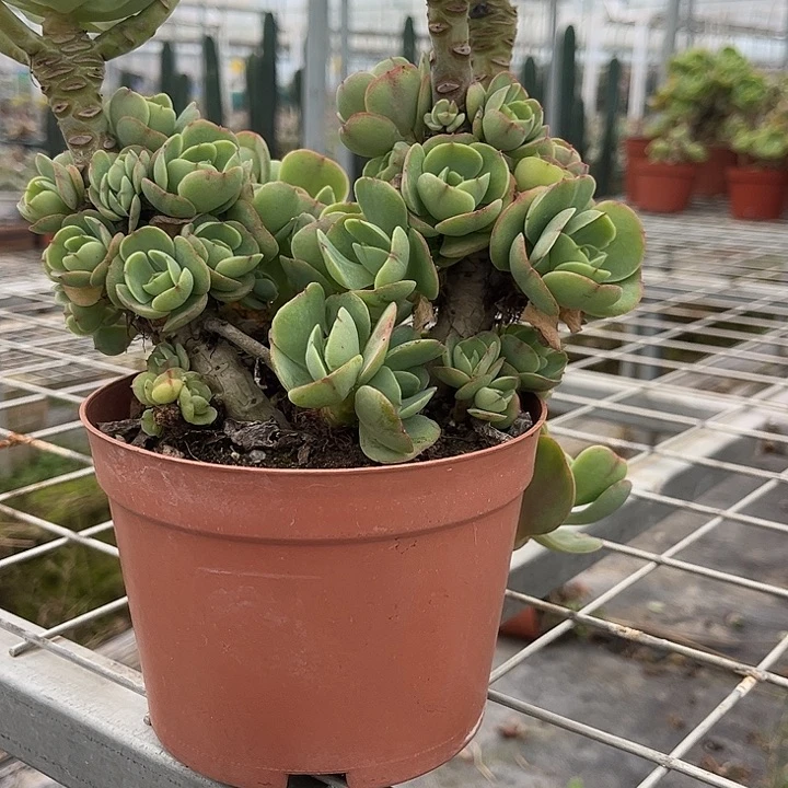 ****语629血凤脱土发货不退不换