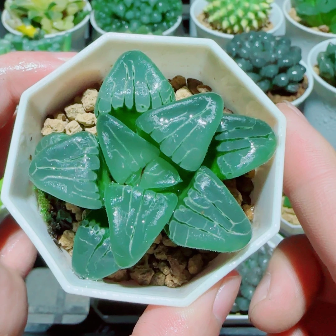 粉红甜心玉露多肉