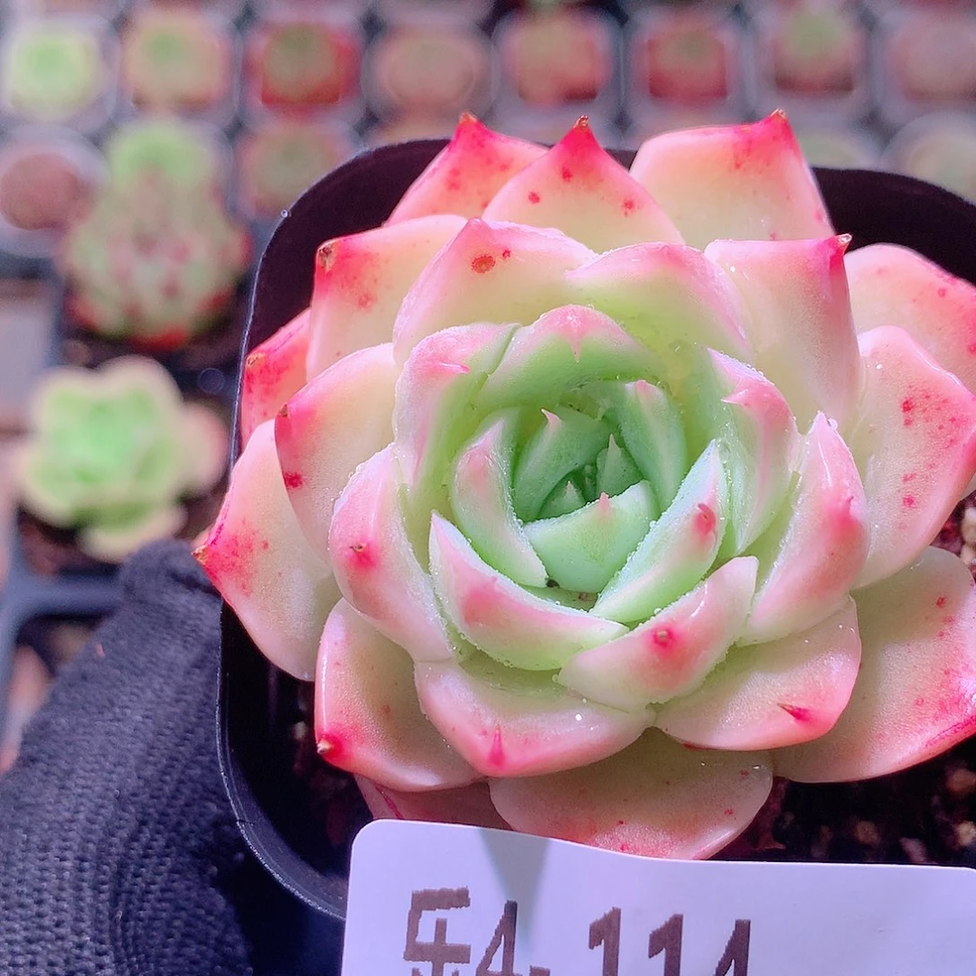 乐然4-114 美瞳单头