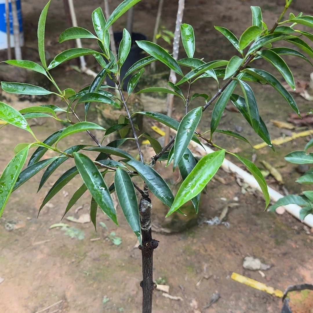 用***2当前无花栽培后可以开花山竹