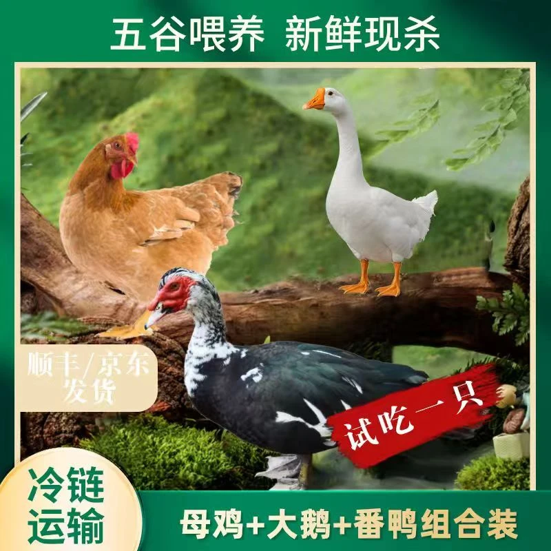 【润杰】1只5斤大鹅+赠一只2斤母鸡+赠一只4斤番鸭 3只总净重11斤