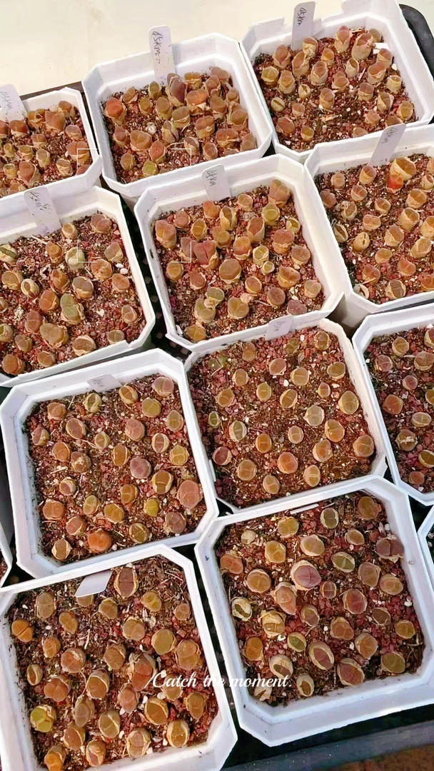 333多肉植物肉锥风铃（45km）一盆