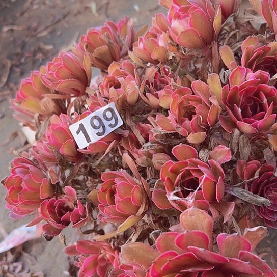 春***梅多肉植物一个女儿红有伤