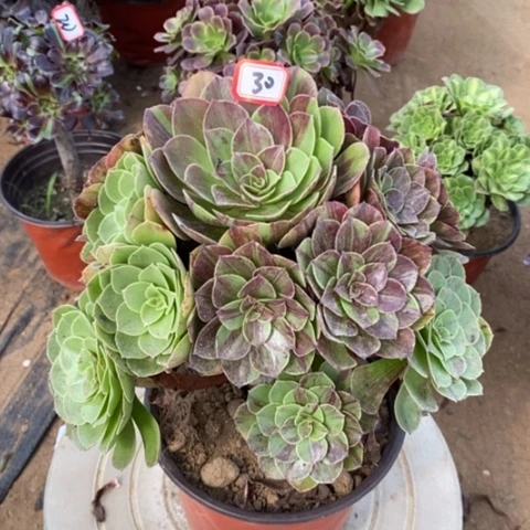 花月夜捧花一物一拍
