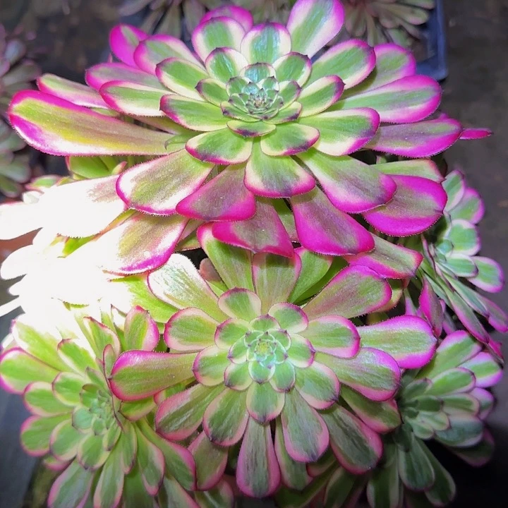 舞天姬大波浪精品福利