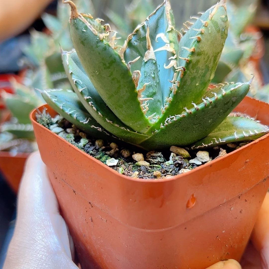 立可白脱土8公分1颗