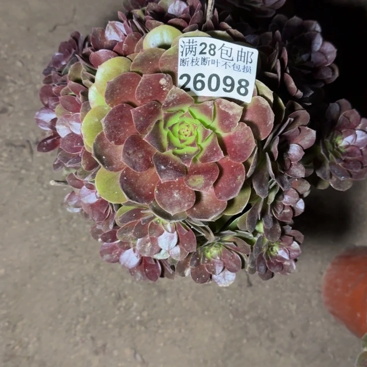 26098黑美人多肉植物