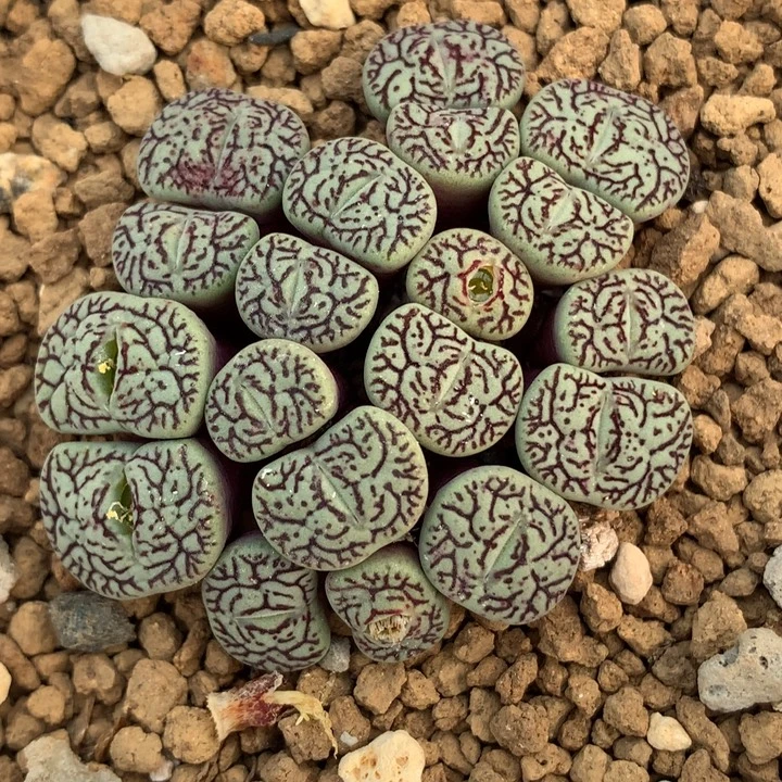 精品多肉植物精品猴脸墨