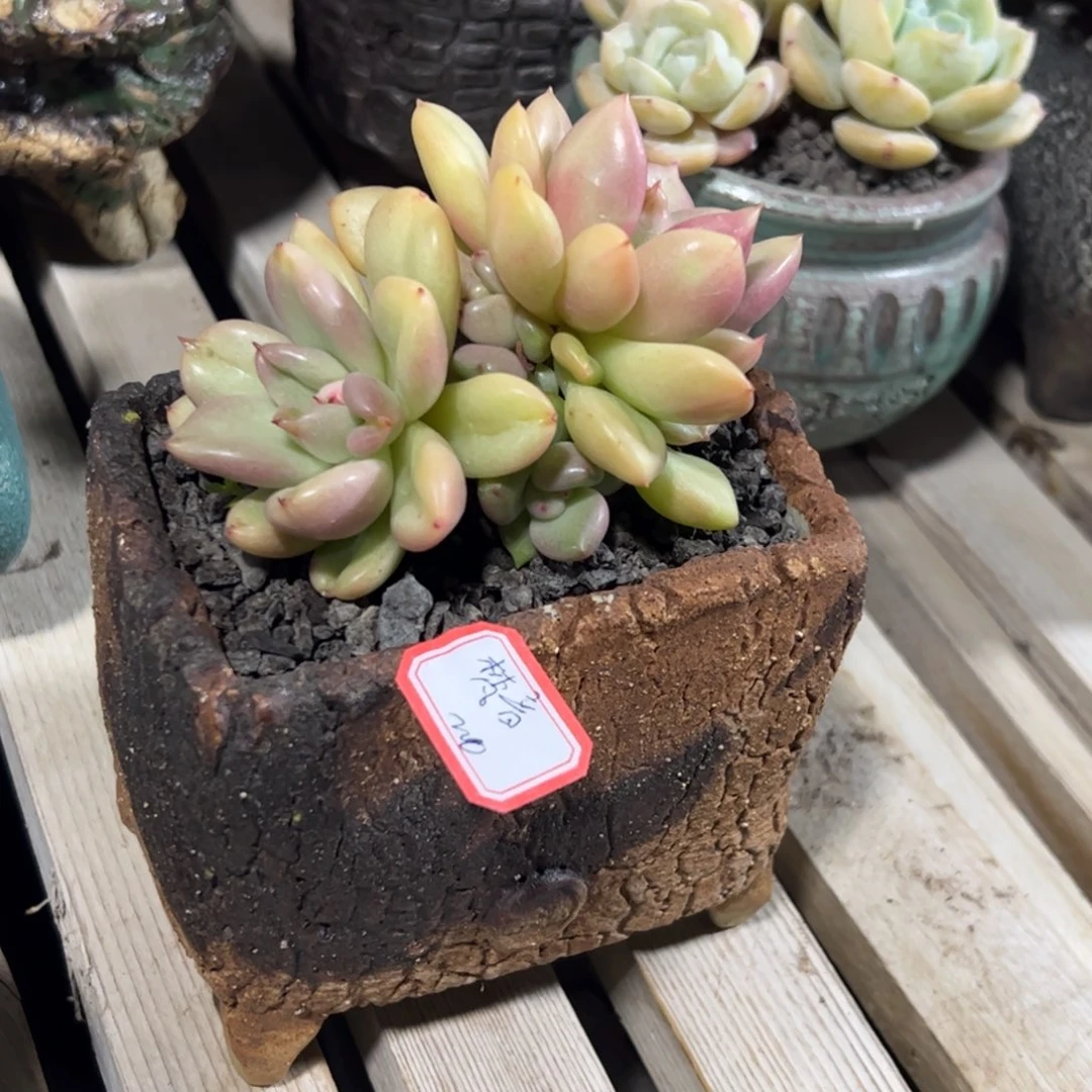 多肉植物多肉植物