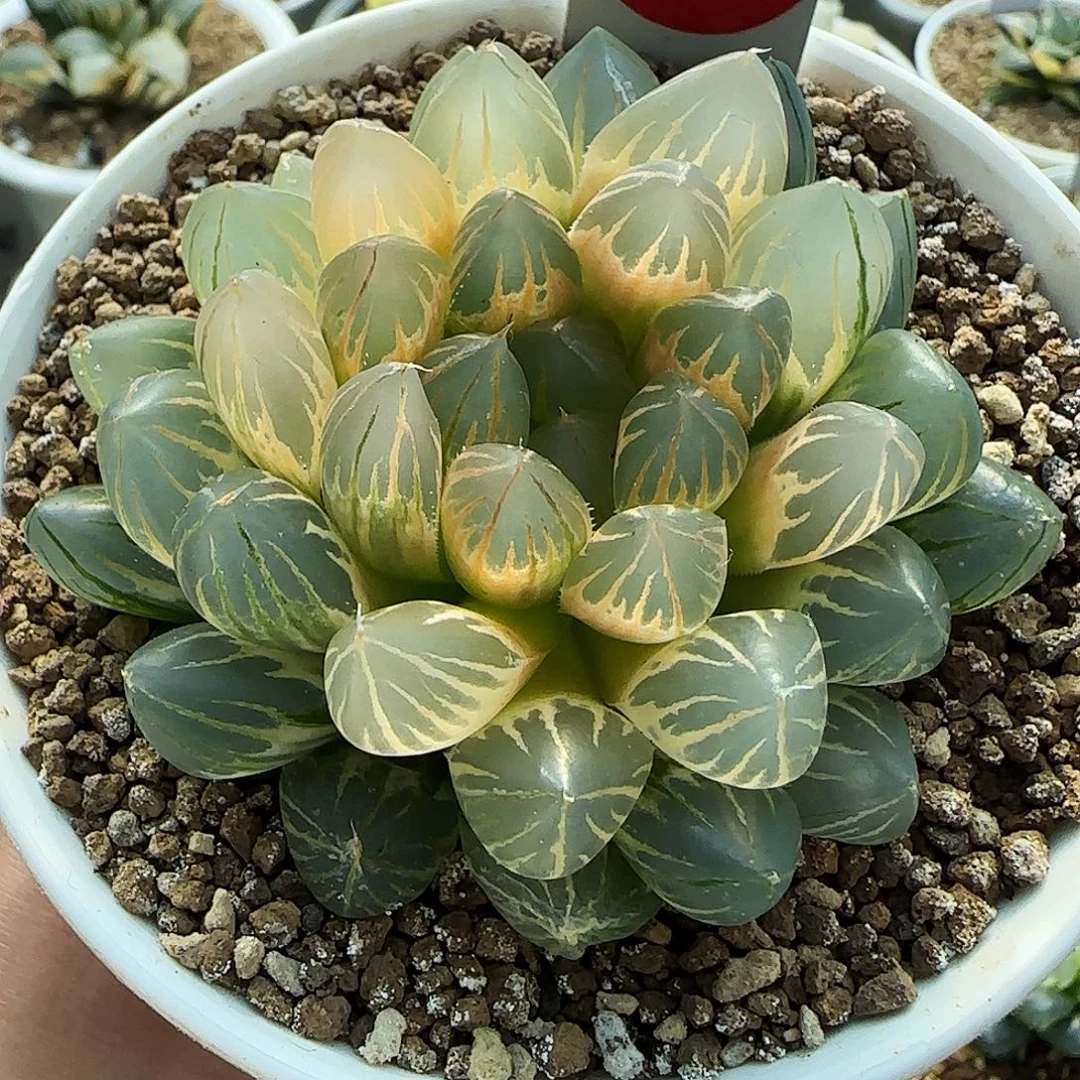 98号糊斑霓虹灯7.3左右一物一拍带盆土