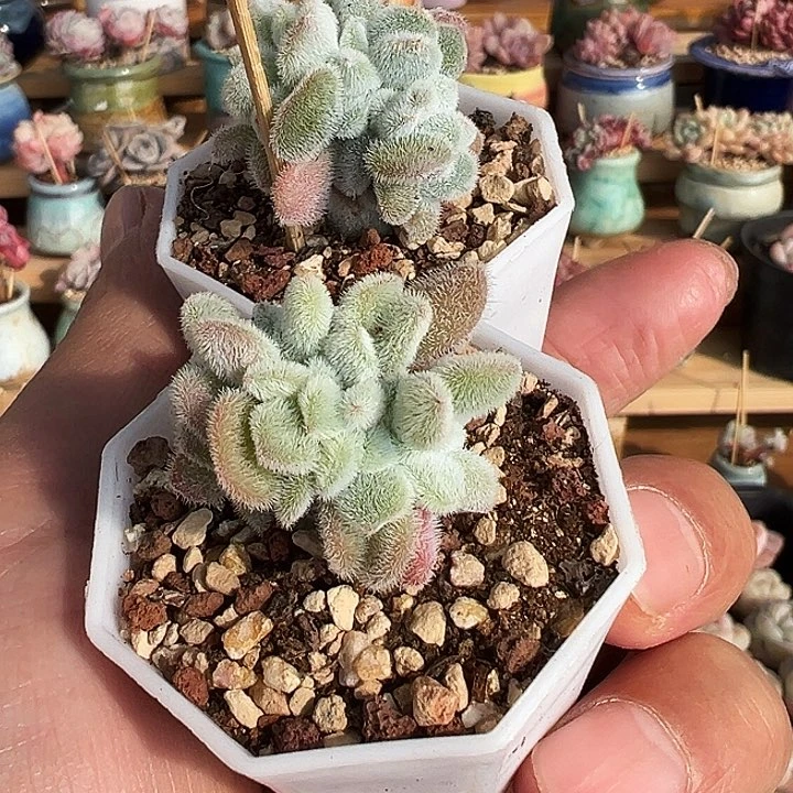 ?**蒿雪晃星缀卡卡米，小茼蒿1395