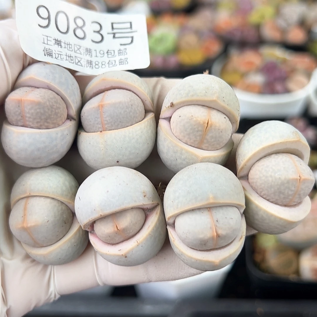 9083四年高尔夫7颗3cm左右