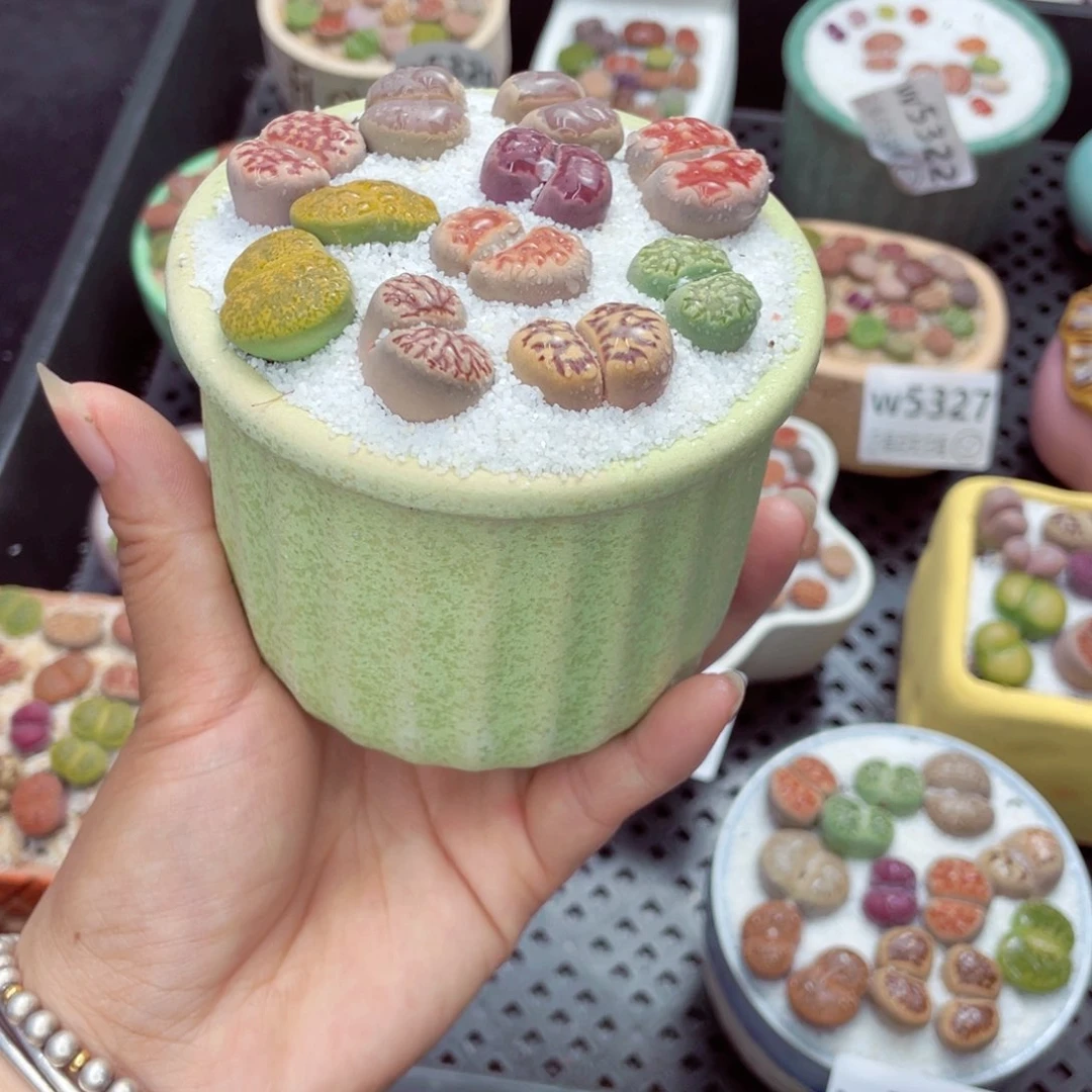 w5338 带盆土发货一物一拍