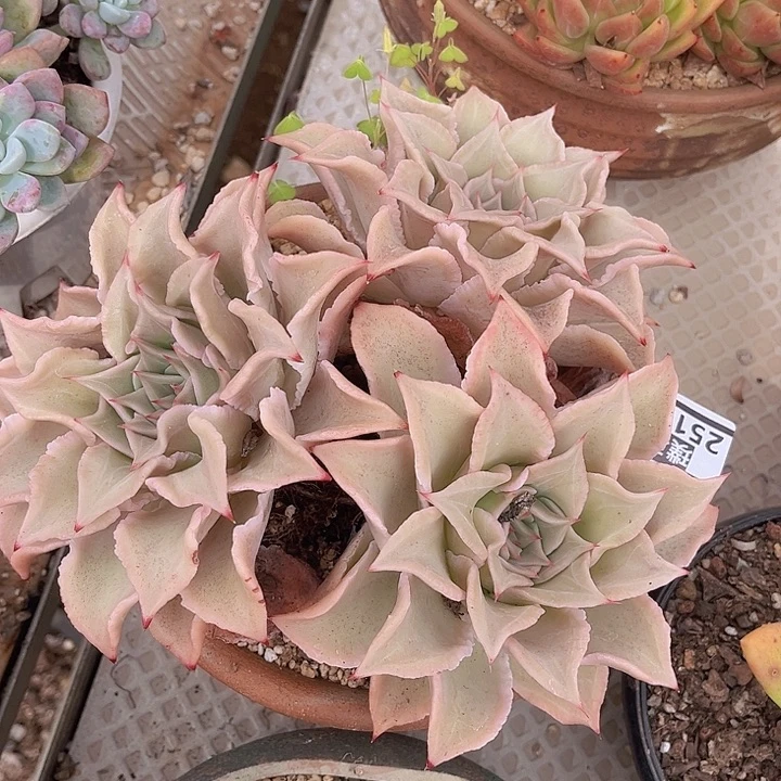 饺子皮25132三颗多肉植物