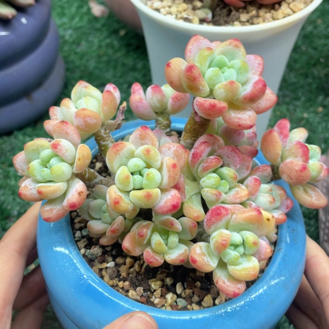 罗琦一物一拍28包邮非偏远