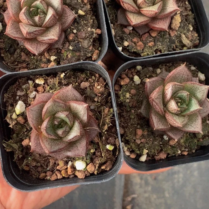 （满9.99包邮）大和锦3-4cm 猫小姐多肉