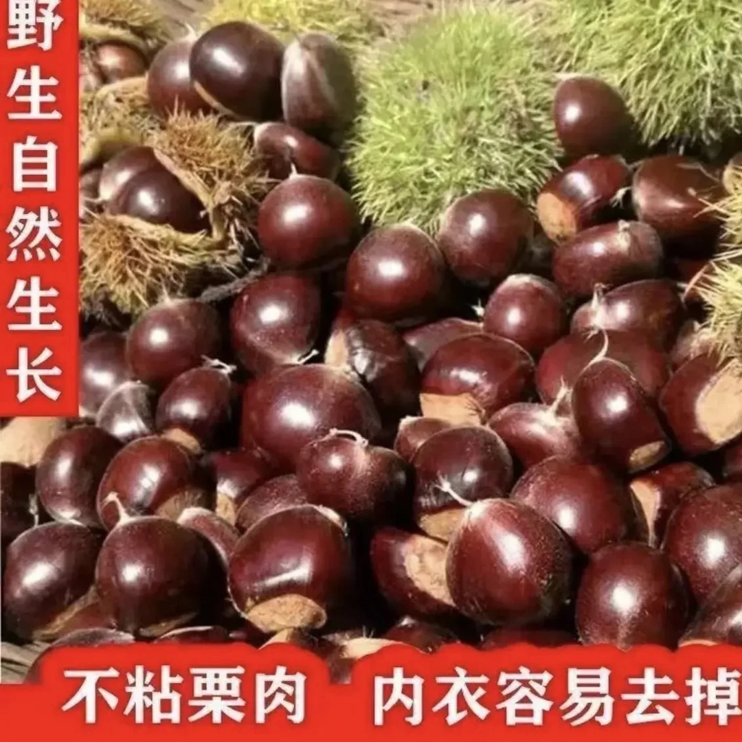 贵州三穗新鲜现摘高山板栗甘甜清脆鲜香难剥皮送栗爪