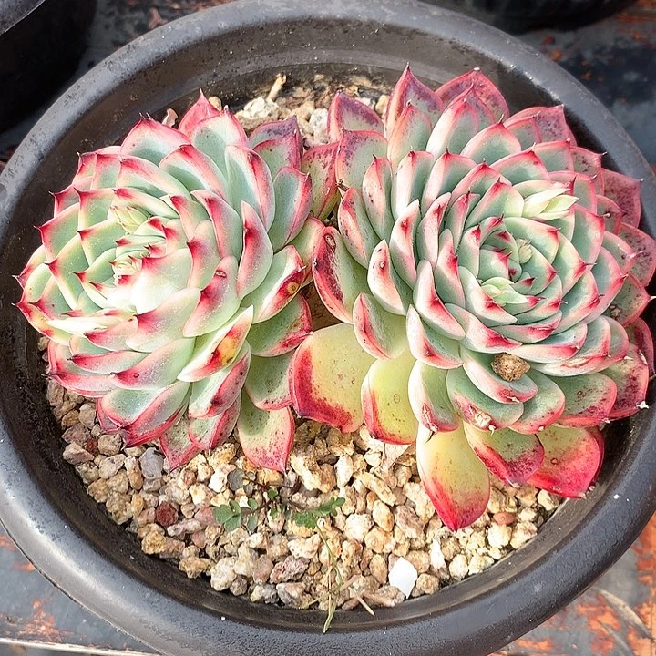 多肉植物一物一拍